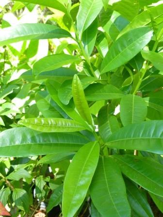Allspice, Jamaican Allspice, Jamaica Pepper, Pimenta, Newspice,Pimenta dioica, P. officinalis, Eugenia pimenta, copyright � almostedenplants.com